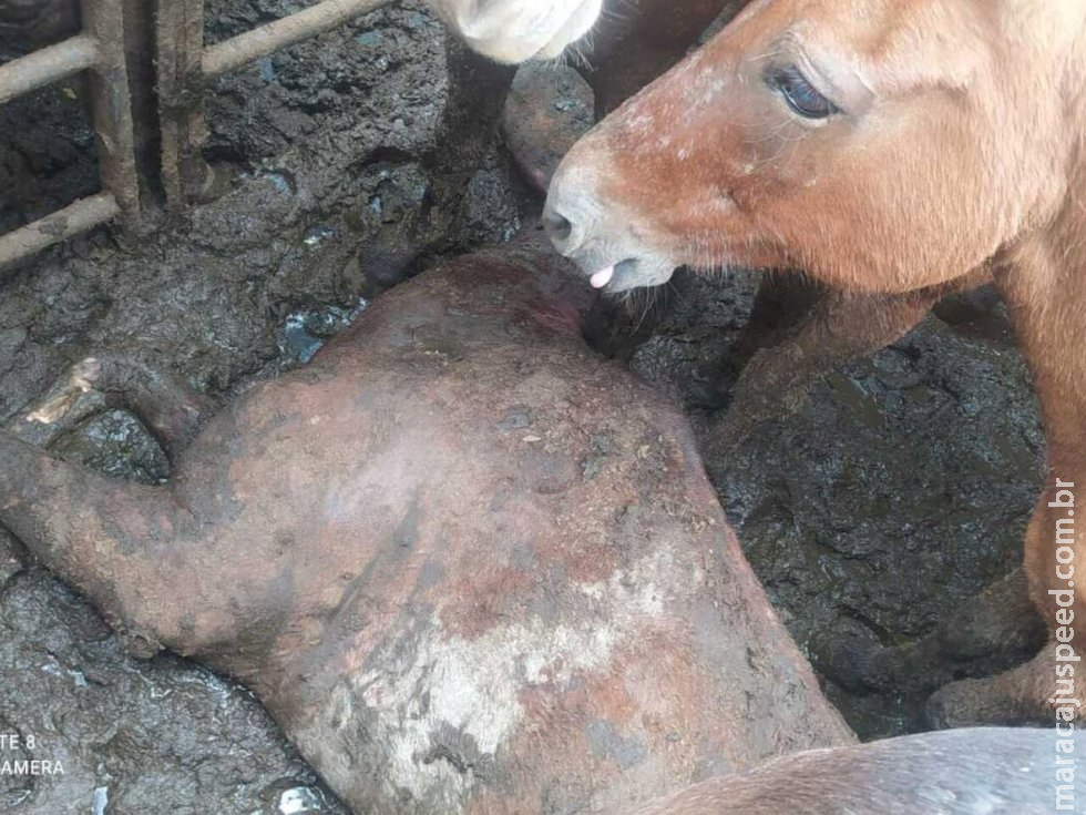 Fiscalização encontra cavalo morto e outro ferido em caminhão sem licença para transportar animais em MS