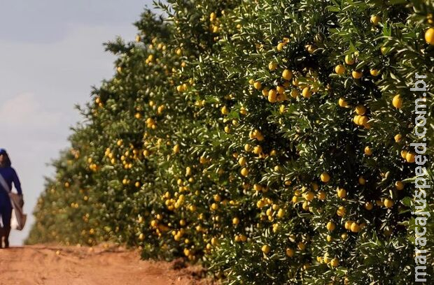 Governo fomenta diversificação da produção e atrai investimento de citricultura em MS