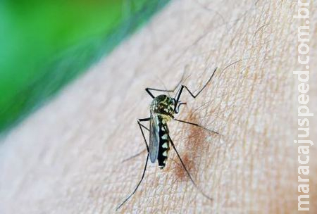 Recorde Histórico: Dengue ultrapassa 1,8 milhão de casos em menos de 3 meses de 2024 Recorde Histórico: Dengue ultrapassa 1,8 milhão de casos em menos de 3 meses de 2024