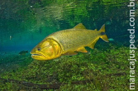 Riedel sanciona lei que prorroga proibição da pesca do dourado Riedel sanciona lei que prorroga proibição da pesca do dourado