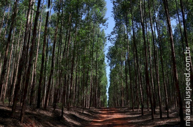 Vale da Celulose: protagonismo da indústria agroflorestal de MS repercurte e é destaque nacional