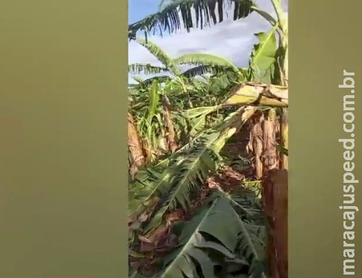 Ventania destrói bananal de pequenos produtores em Itaquiraí Ventania destrói bananal de pequenos produtores em Itaquiraí