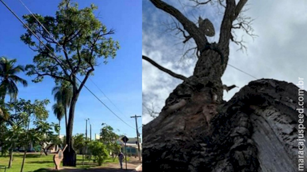 Artistas iniciam campanha para plantio de 100 pés de cedro em MS após morte da ‘árvore mais famosa do Brasil’