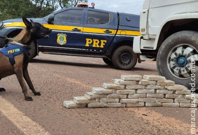 Cães farejadores encontram mais de 30 quilos de cocaína em caminhão com destino a SP