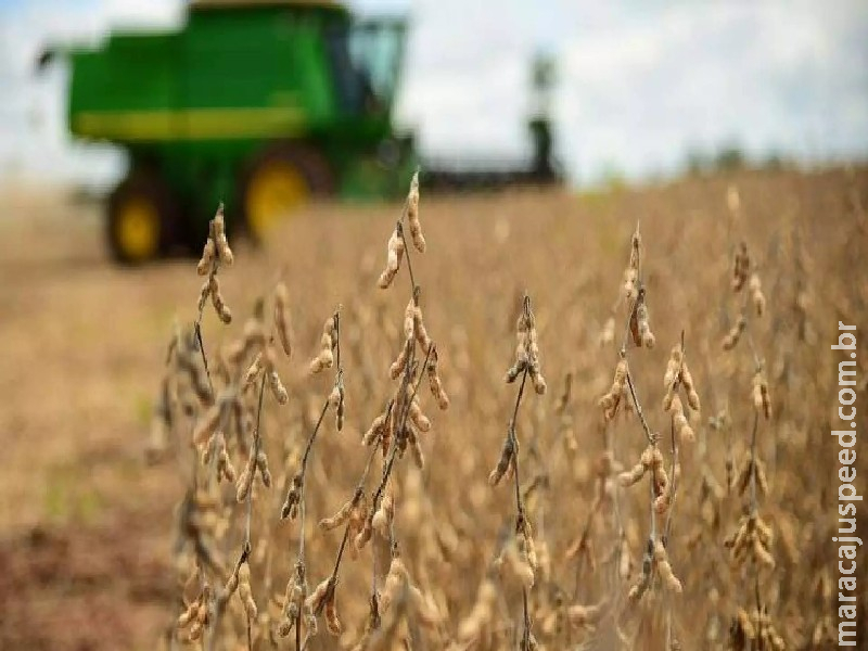 Chuvas pioram na Argentina e devem contribuir para valorização da soja em Mato Grosso do Sul