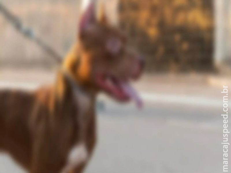Criança de 3 anos é mordida por pitbull em shopping de Campo Grande Criança de 3 anos é mordida por pitbull em shopping de Campo Grande