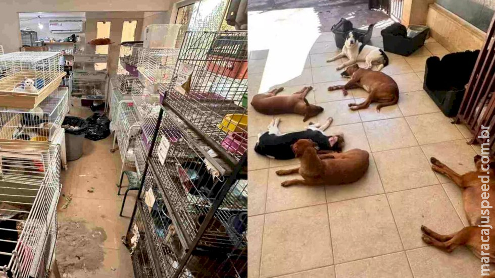 Dona de ONG acusada de maus-tratos terá que emitir relatório mensal sobre saúde dos 500 animais Dona de ONG acusada de maus-tratos terá que emitir relatório mensal sobre saúde dos 500 animais