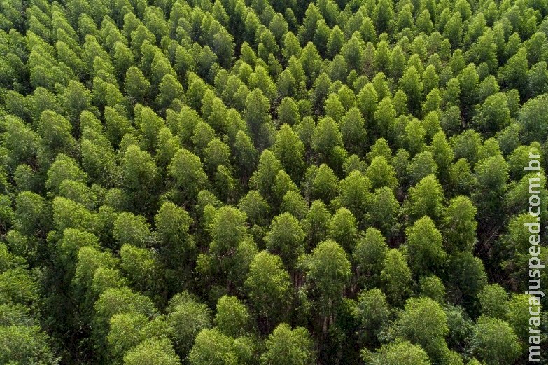 Fabricante de celulose abre 150 vagas de trabalhos florestais