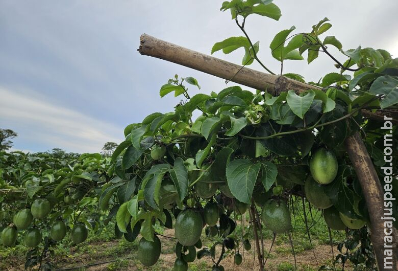 Fruticultura Irrigada desponta como novo vetor de desenvolvimento