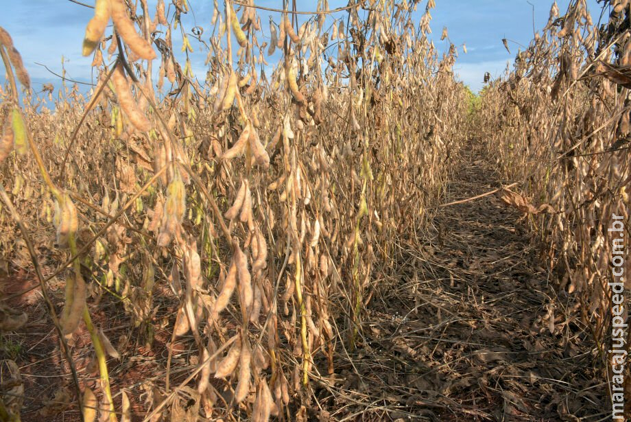 Governo Lula libera renegociação de R$ 871,5 milhões de dívidas do agro de MS