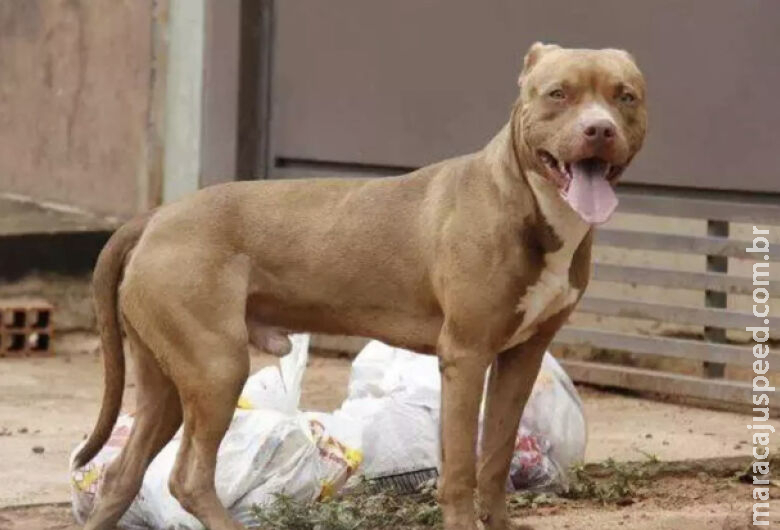 Homem morre após ser atacado por quatro pitbulls