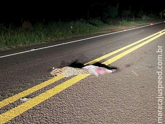 Jaguatirica é morta atropelada na BR-419 Jaguatirica é morta atropelada na BR-419