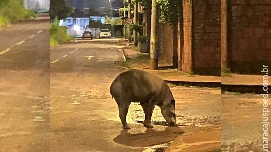 Moradora flagra anta se hidratando em poça d Moradora flagra anta se hidratando em poça d