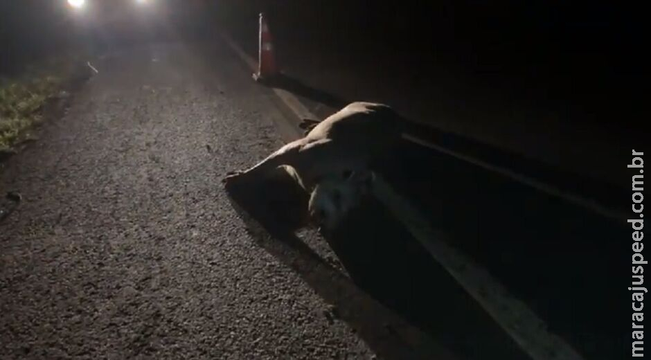 Moto bate em anta e deixa dois feridos na BR-163, em Nova Alvorada do Sul Moto bate em anta e deixa dois feridos na BR-163, em Nova Alvorada do Sul