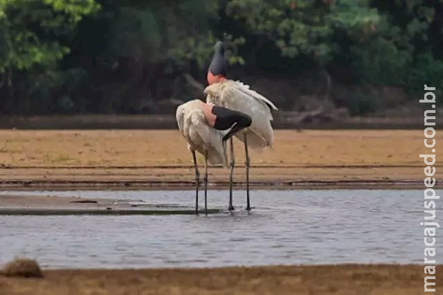 MS dará R$ 10 milhões para instituição atuar na preservação do Taquari