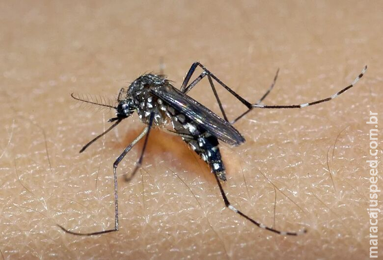 Mulher de 32 anos morre por dengue e Estado ultrapassa 6,5 mil casos no ano Mulher de 32 anos morre por dengue e Estado ultrapassa 6,5 mil casos no ano