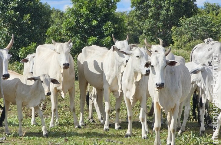 Novo sistema de cadastramento para o Programa Precoce MS já está em vigor