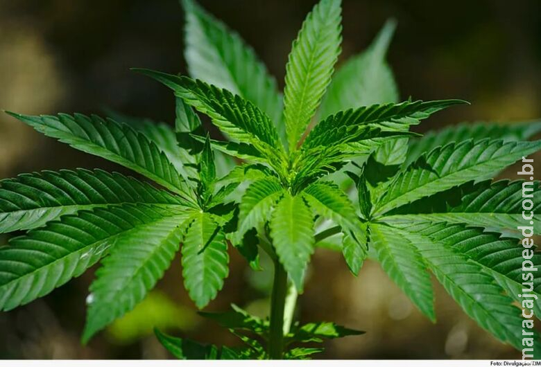 Operação prende sete por suspeita de tráfico internacional de óleo de maconha Operação prende sete por suspeita de tráfico internacional de óleo de maconha