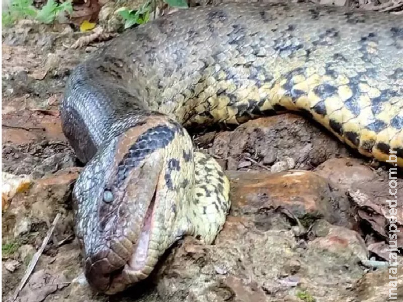Perícia conclui que Ana Julia, sucuri famosa em Bonito, morreu de causas naturais Perícia conclui que Ana Julia, sucuri famosa em Bonito, morreu de causas naturais