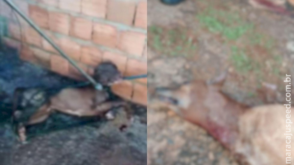 Pitbull pula muro, invade quintal do vizinho e mata cachorro em Campo Grande Pitbull pula muro, invade quintal do vizinho e mata cachorro em Campo Grande
