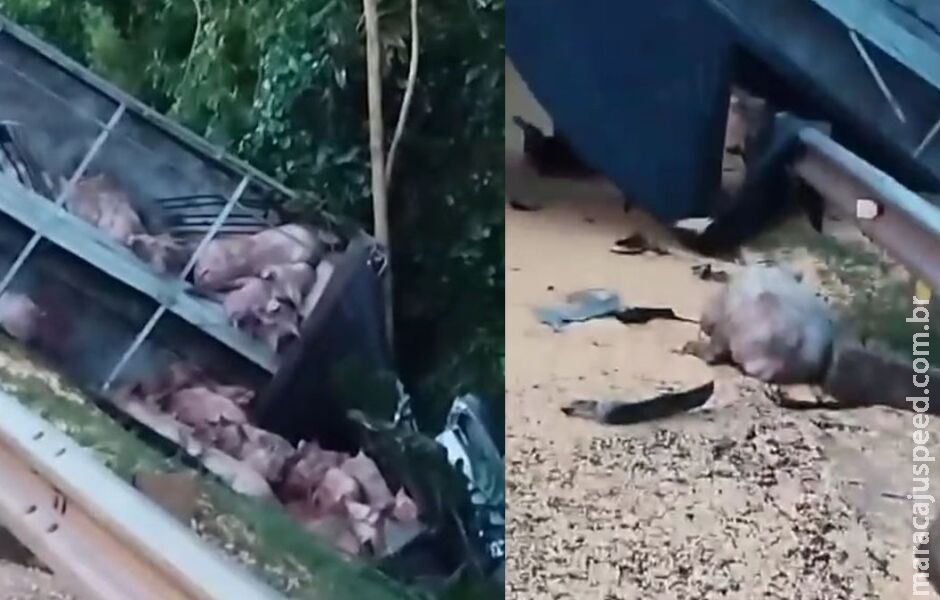 Porcos ficaram gritando em acidente onde 5 morreram na BR-163 Porcos ficaram gritando em acidente onde 5 morreram na BR-163