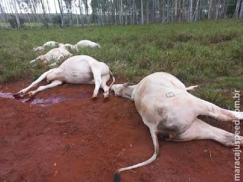 Poste de eucalipto cai e mata gado em fazenda de Jaraguari