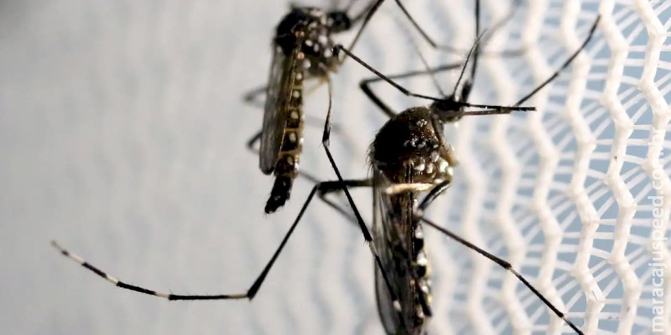 São Paulo já contabiliza 221 mortos em decorrência da dengue