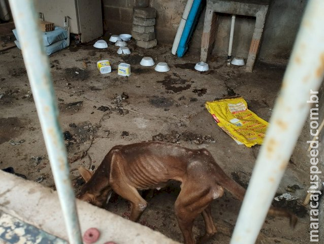 Sem água e comida, seis cães são resgatados de maus-tratos Sem água e comida, seis cães são resgatados de maus-tratos