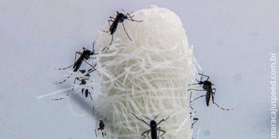 Brasil ultrapassa 5 milhões de casos prováveis de dengue