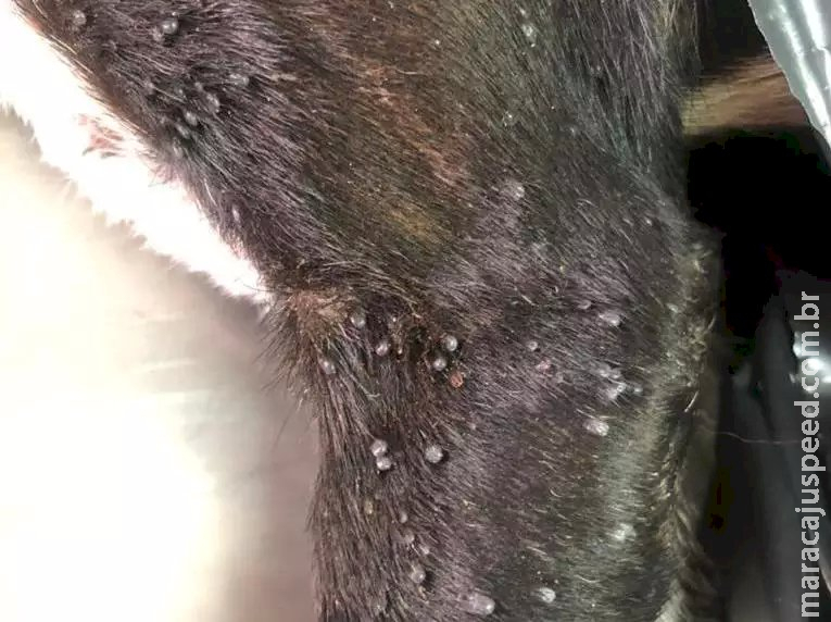 Cachorro é resgatado com pata quebrada, carrapatos e larvas na boca e tutor é preso em Campo Grande Cachorro é resgatado com pata quebrada, carrapatos e larvas na boca e tutor é preso em Campo Grande