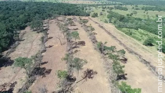 Cerrado ultrapassa Amazônia e MS é o 8º em ranking de desmatamento no País Cerrado ultrapassa Amazônia e MS é o 8º em ranking de desmatamento no País