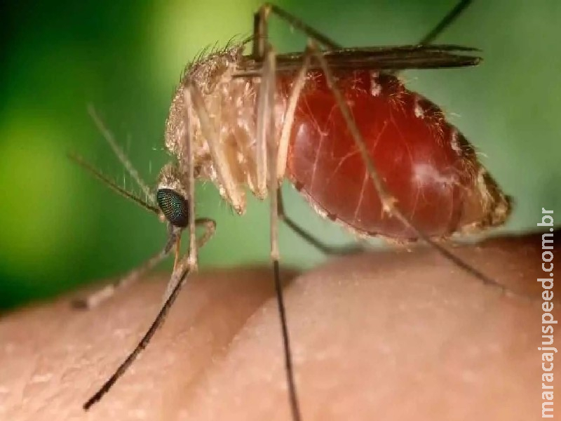 Com 5 mil casos no país, crescimento da febre Oropouche acende alerta em Mato Grosso do Sul Com 5 mil casos no país, crescimento da febre Oropouche acende alerta em Mato Grosso do Sul