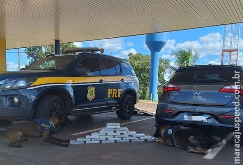 Com ajuda de farejadores, PRF encontra cocaína e prende casal que viajava com filhos Com ajuda de farejadores, PRF encontra cocaína e prende casal que viajava com filhos