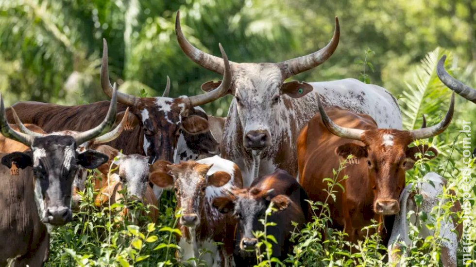 Com fertilização in vitro, projeto tenta salvar boi pantaneiro da extinção