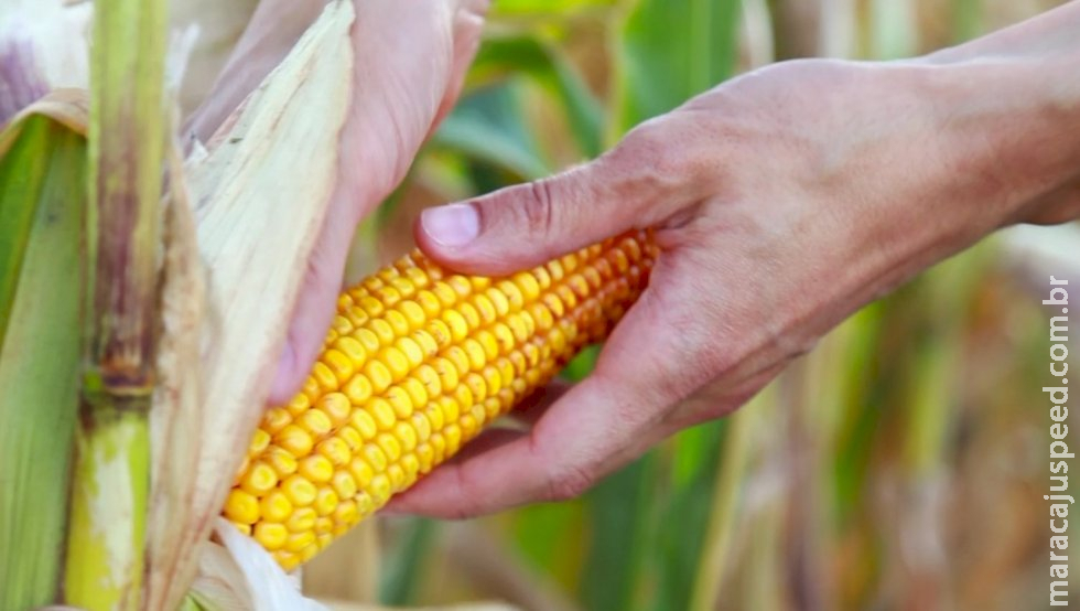 Demanda limitada derruba preços do milho no Brasil