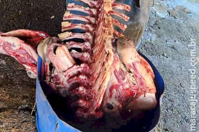 Em operação contra abate clandestino, 4,5 toneladas de carne são apreendidas Em operação contra abate clandestino, 4,5 toneladas de carne são apreendidas