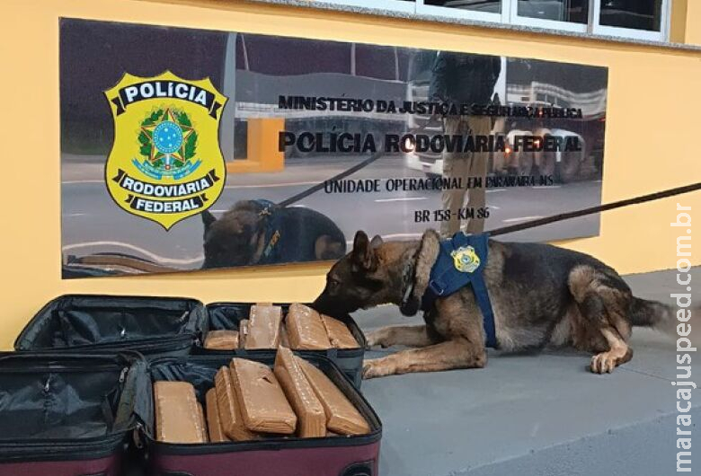 Farejadores encontram droga em ônibus e mulher vai presa