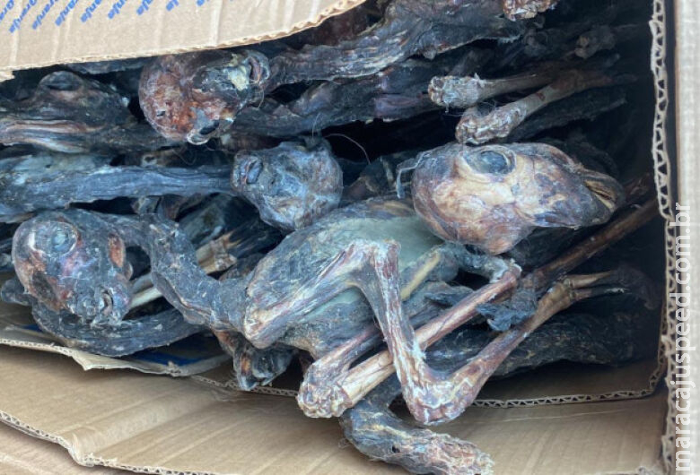 Fetos de lhamas mumificados são apreendidos durante fiscalização na BR-262 Fetos de lhamas mumificados são apreendidos durante fiscalização na BR-262