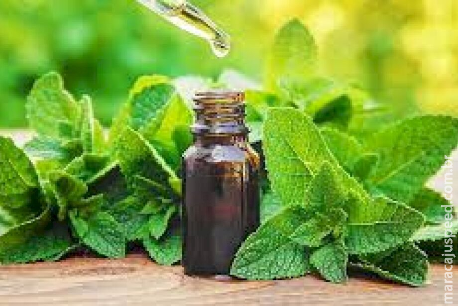 Fitoterapia no SUS: Mato Grosso do Sul incentiva uso de plantas medicinais Fitoterapia no SUS: Mato Grosso do Sul incentiva uso de plantas medicinais