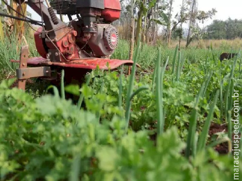 Governo de MS vai comprar alimentos da agricultura familiar para doação Governo de MS vai comprar alimentos da agricultura familiar para doação