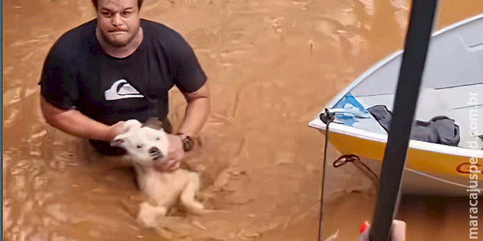 Mais de 11 mil animais afetados pelas enchentes no RS foram resgatados Mais de 11 mil animais afetados pelas enchentes no RS foram resgatados