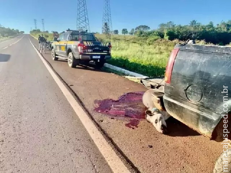 Motociclista é socorrido após atropelar anta na BR-262