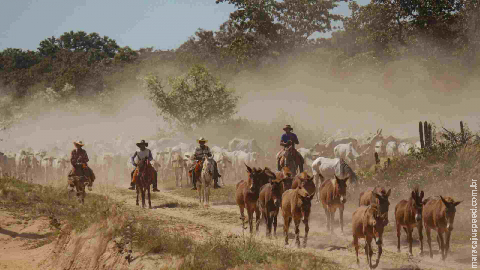 PEC que inclui Pantanal de MS como patrimônio nacional aguarda despacho no Senado PEC que inclui Pantanal de MS como patrimônio nacional aguarda despacho no Senado