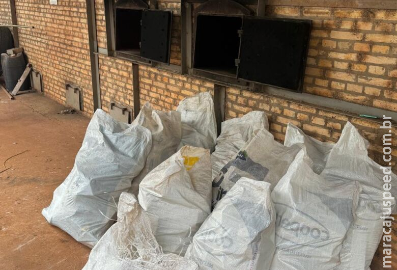 Polícia Civil realiza incineração de 500 kg de maconha em Juti Polícia Civil realiza incineração de 500 kg de maconha em Juti