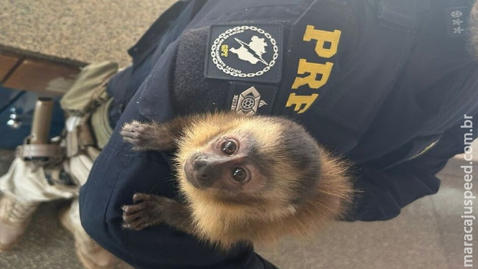 PRF resgata macaco-prego que seria traficado para Corumbá PRF resgata macaco-prego que seria traficado para Corumbá