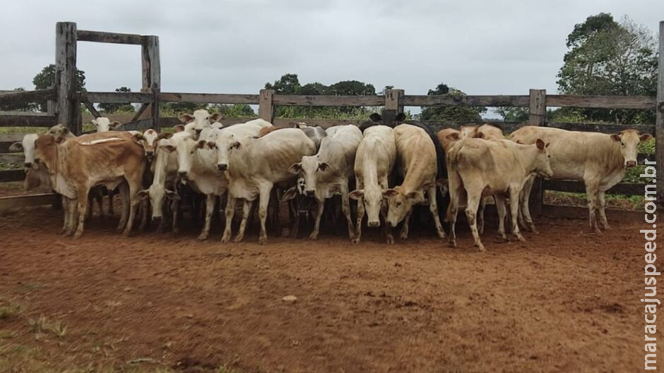 Quase 30 cabeças de gado, roubadas em Corumbá, são recuperadas em Coxim Quase 30 cabeças de gado, roubadas em Corumbá, são recuperadas em Coxim