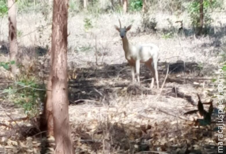 Raro, Veado albino é flagrado em floresta de MS Raro, Veado albino é flagrado em floresta de MS