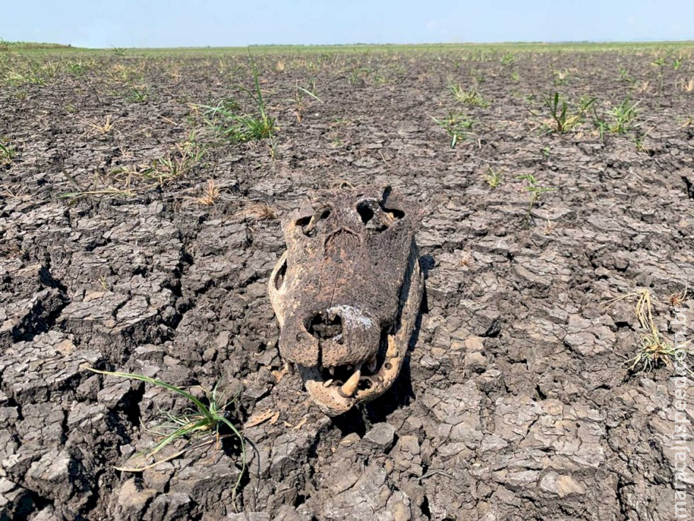Seca se alastra e já atinge 82% do território de MS Seca se alastra e já atinge 82% do território de MS
