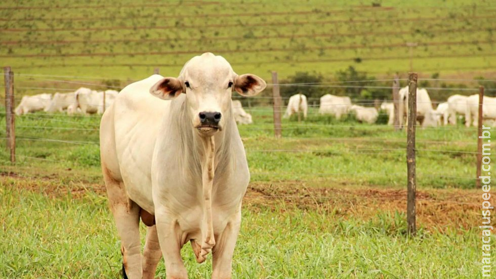 Três são presos por abate e venda de carnes clandestinas em Paranaíba Três são presos por abate e venda de carnes clandestinas em Paranaíba