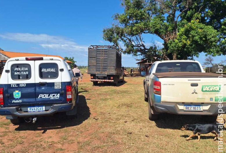 Veículo que transportava gado sem documentação é interceptado Veículo que transportava gado sem documentação é interceptado